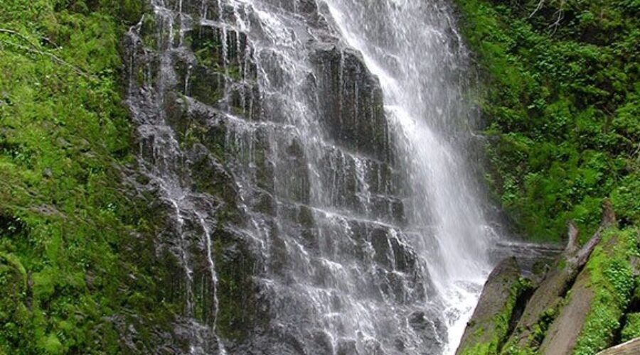 Tillamook Rainforest Sounds: Dawn Hikes & Where to Listen